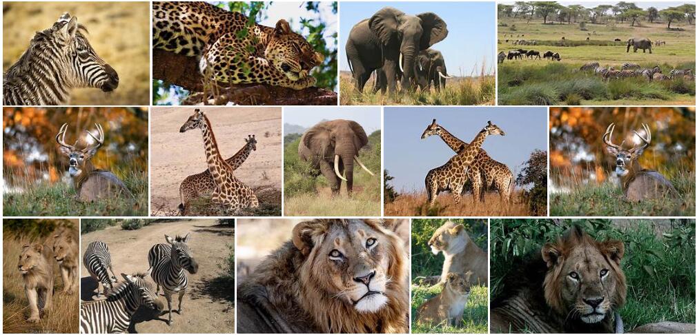 Africa Wildlife 3