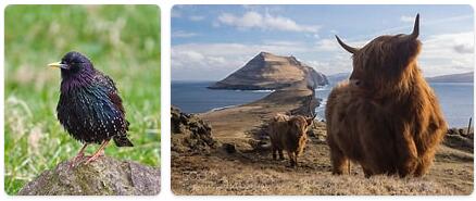 Faroe Islands Wildlife