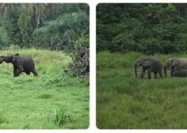 Gabon Wildlife