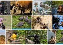 Guinea Bissau Wildlife