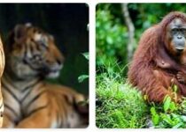 Malaysia Wildlife