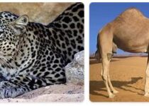 Saudi Arabia Wildlife