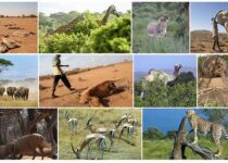 Somalia Wildlife