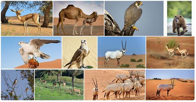 United Arab Emirates Wildlife