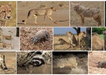 Western Sahara Wildlife