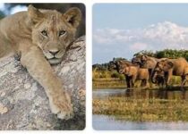 Zambia Wildlife