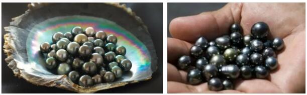 Black Pearls in French Polynesia
